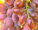 http://vinograd-nord.ru/grapes/1-1.jpg