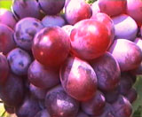http://vinograd-nord.ru/grapes/1-2.jpg
